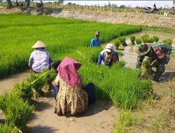 Babinsa Koramil 0810/06 Kertosono Dampingi Petani Dukung Program Ketahanan Pangan
