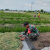 Babinsa kodim 0810/02 NGANJUK Membantu Petani Panen Bawang Merah di Desa karang tengah kecamatan Bagor
