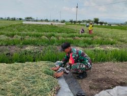 Babinsa kodim 0810/02 NGANJUK Membantu Petani Panen Bawang Merah di Desa karang tengah kecamatan Bagor