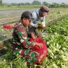 Personel Koramil 0810/11 Prambon Panen Sayur Pakcoy di Lahan Demplot