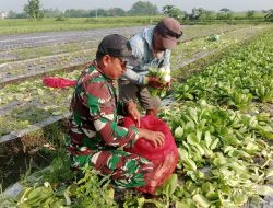 Personel Koramil 0810/11 Prambon Panen Sayur Pakcoy di Lahan Demplot