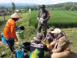 BABINSA DESA KUNCIR BERSAMA PPL LAKSANAKAN SOSIALISASI PENGGUNAAN OBAT TANAMAN PADI