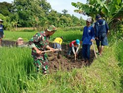Babinsa Desa Wengkal Laksanakan Kerja Bakti Pembuatan Saluran Irigasi di Area Persawahan Wilayah Binaan
