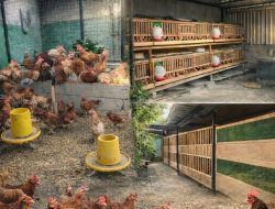 Peternak Ayam Kampung di Pace Wetan Jadi Contoh Ketahanan Pangan Keluarga