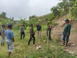 Babinsa Desa Pinggir Koramil 0810/13 Lengkong Bersama BKPH Jombang Tinjau Lahan Rencana Pembangunan Koperasi Merah Putih