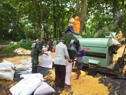 BABINSA KORAMIL 0810/20 NGLUYU BANTU PERONTOKAN PANEN JAGUNG, WUJUD NYATA DUKUNG KETAHANAN PANGAN