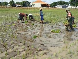 BABINSA TURUN KE SAWAH, WUJUD NYATA PENDAMPINGAN PETANI DALAM MENDUKUNG KETAHANAN PANGAN NASIONAL