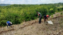 BABINSA KORAMIL 0810/20 NGLUYU BERSAMA MASYARAKAT LAKSANAKAN PENGHIJAUAN DI LAHAN PERHUTANI DESA BAJANG
