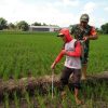 Babinsa Membantu petani Melaksanakan pemupukan padi untuk Meningkatkan hasil panen