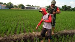 Babinsa Membantu petani Melaksanakan pemupukan padi untuk Meningkatkan hasil panen