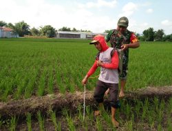 Babinsa Membantu petani Melaksanakan pemupukan padi untuk Meningkatkan hasil panen