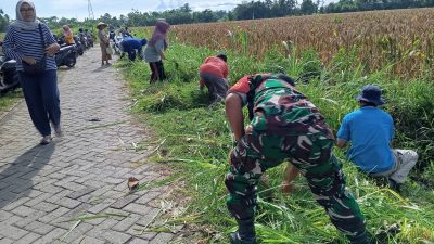 Babinsa Gebangkerep Bersama Warga Gelar Kerja Bakti, Wujud Nyata Kemanunggalan TNI-Rakyat