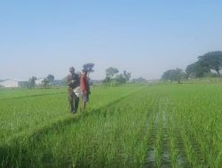 Babinsa Koramil 0810/02 Bagor Dampingi Petani Lakukan Pemupukan untuk Tingkatkan Produksi Padi