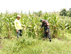 BABINSA KORAMIL 0810/05 SAWAHAN INTENSIFKAN PENDAMPINGAN PETANI, WUJUDKAN KETAHANAN PANGAN DI DESA BENDOLO