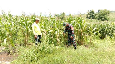 BABINSA KORAMIL 0810/05 SAWAHAN INTENSIFKAN PENDAMPINGAN PETANI, WUJUDKAN KETAHANAN PANGAN DI DESA BENDOLO