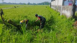 BABINSA KORAMIL 0810/08 BARON PANTAU PERKEMBANGAN TANAM PADI DI DESA SAMBIROTO