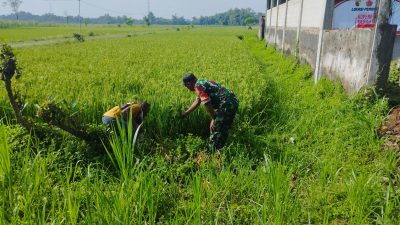 BABINSA KORAMIL 0810/08 BARON PANTAU PERKEMBANGAN TANAM PADI DI DESA SAMBIROTO