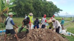 BABINSA DESA JINTEL BERSAMA WARGA LAKSANAKAN KERJA BAKTI PERBAIKAN JALAN SAWAH JELANG MUSIM PANEN