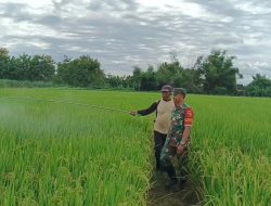 Babinsa Koramil 0810/03 Loceret Dampingi Petani Tangani Serangan Hama Wereng
