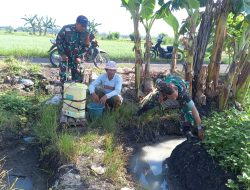 Babinsa Desa Bungur Bantu Petani Semprot Hama, Wujud Nyata Kemanunggalan TNI dengan Rakyat