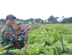 Babinsa Koramil 0810/16 Sukomoro Bantu Petani Panen Terong, Wujud Nyata Dukungan Ketahanan Pangan