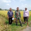 Babinsa Koramil 0810/08 Baron Jalin Komsos dengan Petani, Bahas Pertumbuhan Tanaman Padi di Desa Binaan