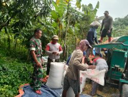 Babinsa Dampingi Petani Panen Padi di Wilayah Binaannya