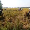 Babinsa Bantu Panen Padi Petani Wujudkan Ketahanan Pangan National