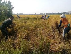 Babinsa Bantu Panen Padi Petani Wujudkan Ketahanan Pangan National