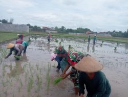 BABINSA DESA JAMBI LAKSANAKAN PENDAMPINGAN TANAM PADI UNTUK DUKUNG KETAHANAN PANGAN