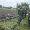 Babinsa Koramil 0810/16 Sukomoro Laksanakan Serter, Bantu Warga Panen Bawang Merah di Desa Pehserut