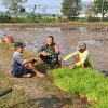 Babinsa Desa Talang Laksanakan Komsos dengan Petani di Area Persawahan