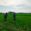 Dukung Ketahanan Pangan, Babinsa Koramil 0810/11 Prambon Dampingi Petani Bersihkan Gulma di Persawahan