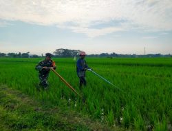 Dukung Ketahanan Pangan, Babinsa Koramil 0810/11 Prambon Dampingi Petani Bersihkan Gulma di Persawahan