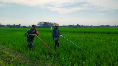 Dukung Ketahanan Pangan, Babinsa Koramil 0810/11 Prambon Dampingi Petani Bersihkan Gulma di Persawahan