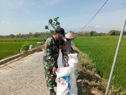 BABINSA MELAKSANAKAN PENDAMPINGAN PETANI DALAM PEMUPUKAN PADI DI DESA BALONGREJO