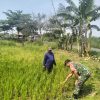 Dampingi Petani, Babinsa Koramil 19/Jatikalen Turun Sawah Pantau Pertumbuhan Tanaman Padi