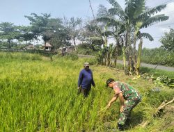 Dampingi Petani, Babinsa Koramil 19/Jatikalen Turun Sawah Pantau Pertumbuhan Tanaman Padi