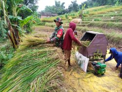 Babinsa Koramil 0810/18 Ngetos Bantu Petani Panen Padi di Desa Kepel