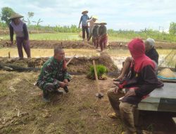 Tingkatkan Ketahanan Pangan, Babinsa Koramil 0810/18 Ngetos Bantu Petani Tanam Padi