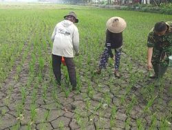 BABINSA KORAMIL 0810/06 KERTOSONO DAMPINGI PETANI DUKUNG KETAHANAN PANGAN