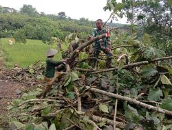 Babinsa Desa Blongko Bantu Warga Bersihkan Pohon Tumbang di Dusun Tengger