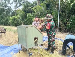 Babinsa Desa Kweden Bantu Petani Panen Padi, Wujud Kepedulian TNI AD Terhadap Ketahanan Pangan