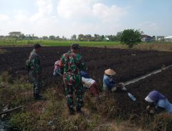 BABINSA DESA PUTREN KORAMIL 0810/16 SUKOMORO LAKSANAKAN BINKOMSOS BERSAMA PETANI, DUKUNG KETAHANAN PANGAN