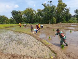 Babinsa Desa Mojodhuwur Melaksanakan Giat Tanam Padi Dukung Ketahanan Pangan Nasional