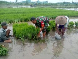 Tingkatkan Ketahanan Pangan, Babinsa Bantu Petani Tanam Padi