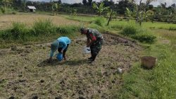 BABINSA KORAMIL 0810/20 NGLUYU DAMPINGI PETANI TANAM JAGUNG, DUKUNG KETAHANAN PANGAN