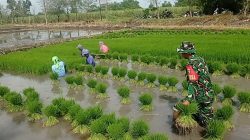 TINGKATKAN KETAHANAN PANGAN, BABINSA KORAMIL 0810/02 BAGOR BANTU PETANI TANAM PADI DI DESA NGUMPUL