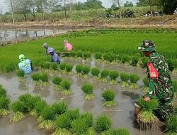 TINGKATKAN KETAHANAN PANGAN, BABINSA KORAMIL 0810/02 BAGOR BANTU PETANI TANAM PADI DI DESA NGUMPUL