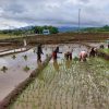BABINSA KORAMIL 0810/18 NGETOS DAMPINGI PETANI TANAM PADI, DUKUNG SWASEMBADA PANGAN